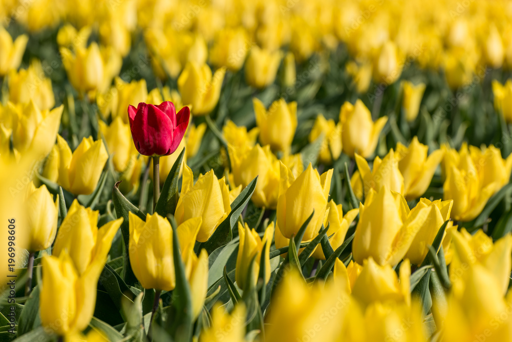 A single red tulip in a field full of yellow tulips A single red tulip in a field full of yellow tulips