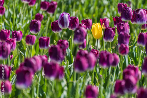 A single yellow tulip growing in a field full of purple tulips
