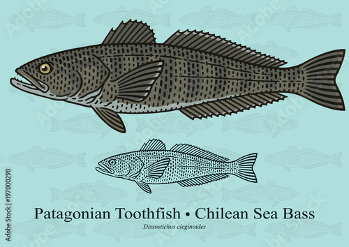 Patagonian Toothfish, Chilean Sea Bass. Vector illustration with refined details and optimized stroke that allows the image to be used in small sizes.