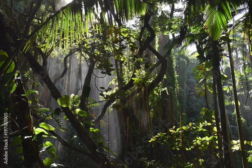 Forêt tropicale photo