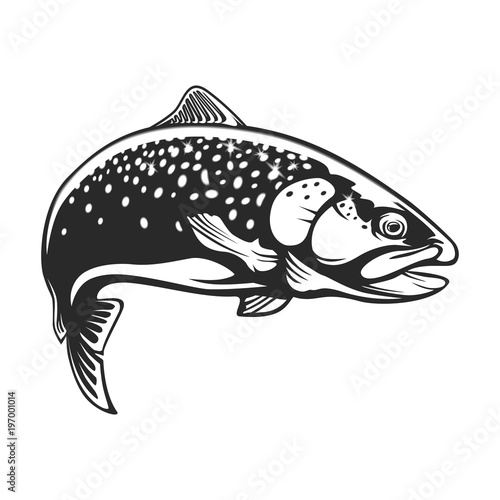 Realistic drawing of the rainbow trout jumping out water.Sketch isolated on white background. Concept art for horoscope, tattoo or colouring book.