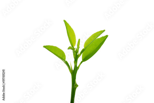 Fototapeta Naklejka Na Ścianę i Meble -  Green leaf, Bergamot leaf isolated on white background
