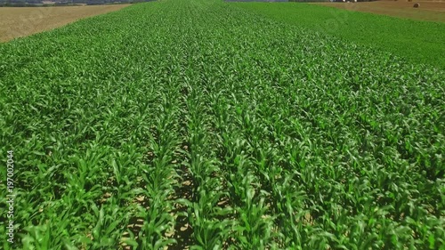 UHD Corn field aerial shot. Fyling over vivid green corn plants - Agriculture farming