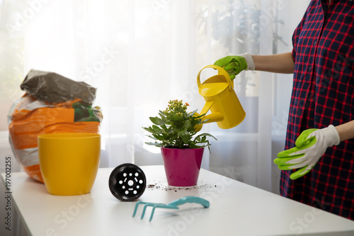 woman watering indoor plant after planting in a flower pot