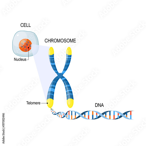 telomeres. Cell Structure.