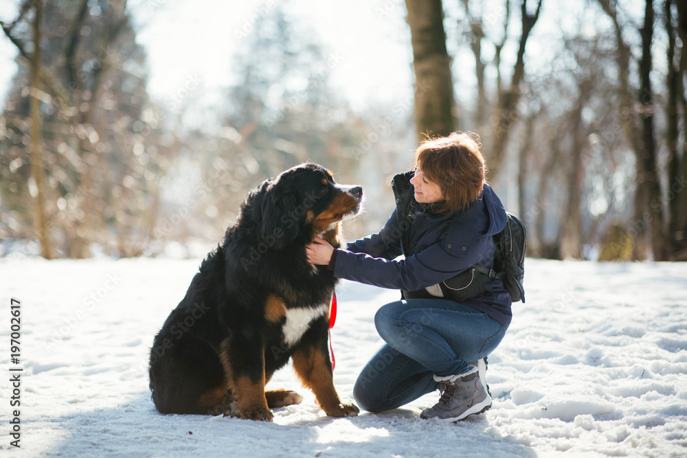 Woman in winter coat stroaks the Bernese Mountain Dog standing in the park covered with snow
