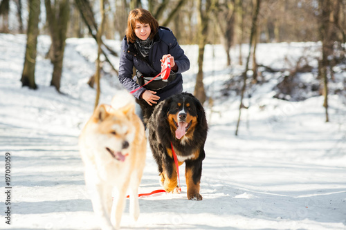 Woman in winter coat walks with Akita-inu and Bernese Mountain dog around a winter park © IVASHstudio