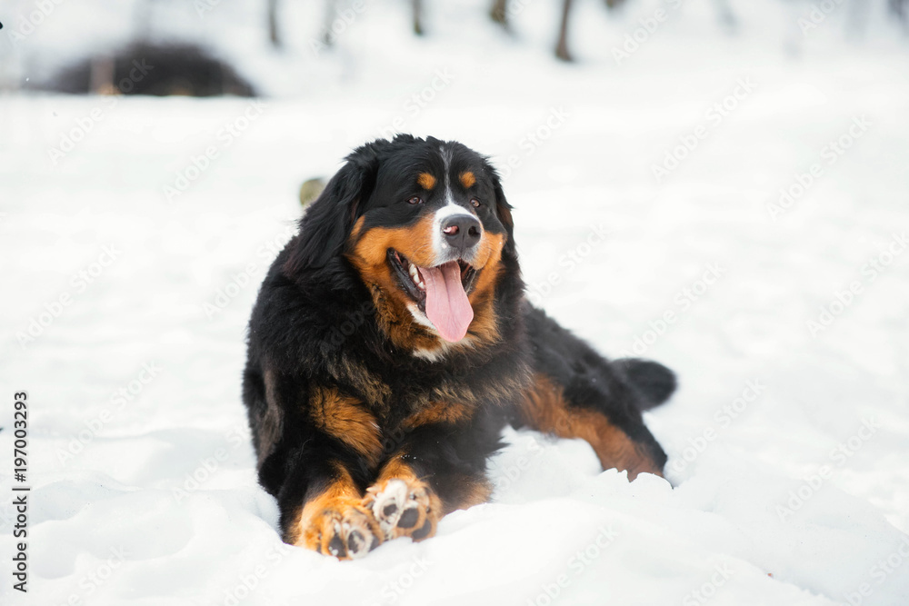 Happy Bernese Mountain dog sits in the snow in a winter park Happy Bernese Mountain dog sits in the snow in a winter park