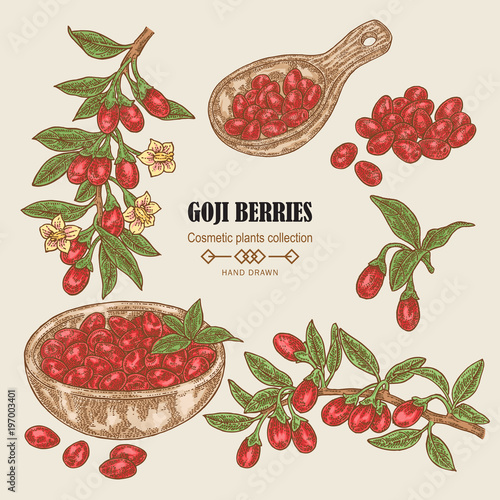 Hand drawn set of Goji berries. Colored sketch goji. Vector illustration vintage.