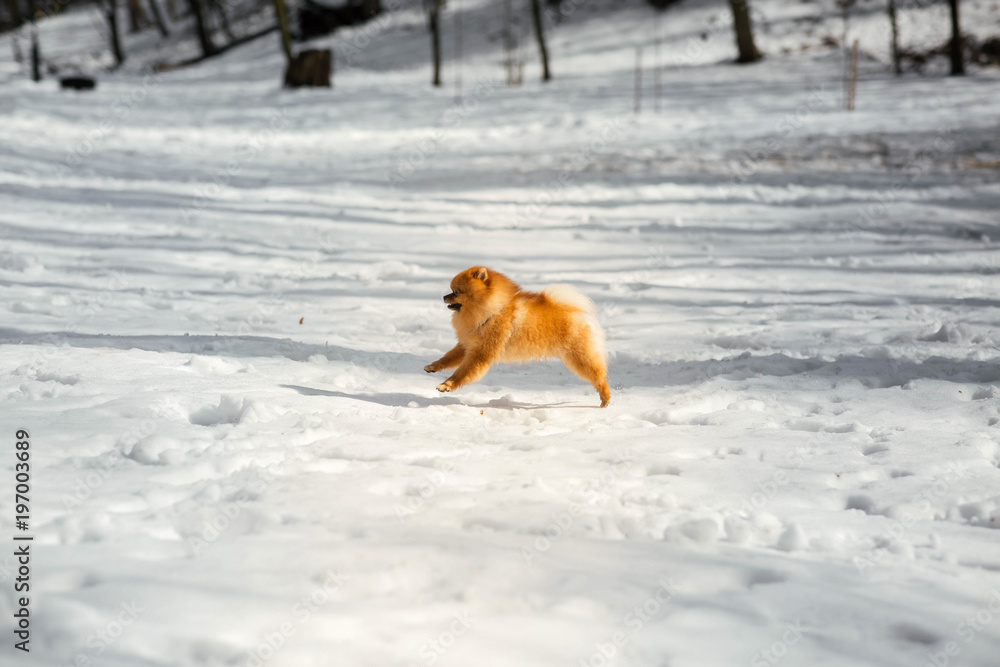Funny little Pekingese jumps on the snow in winter park Funny little Pekingese jumps on the snow in winter park