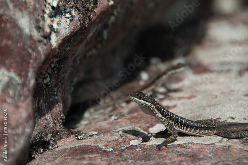 brazilian lizard