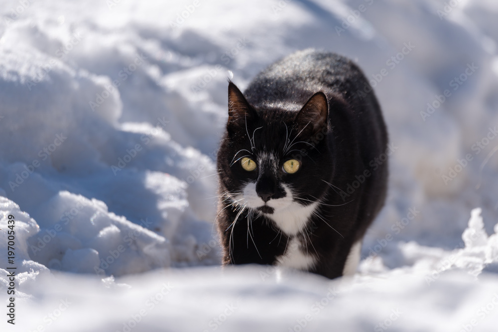 a black and white cat walking in snow