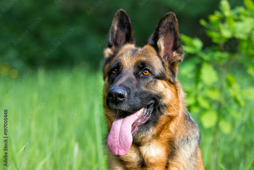 German shepherd dog in the grass German shepherd dog in the grass