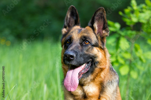Obraz na plátně German shepherd dog in the grass