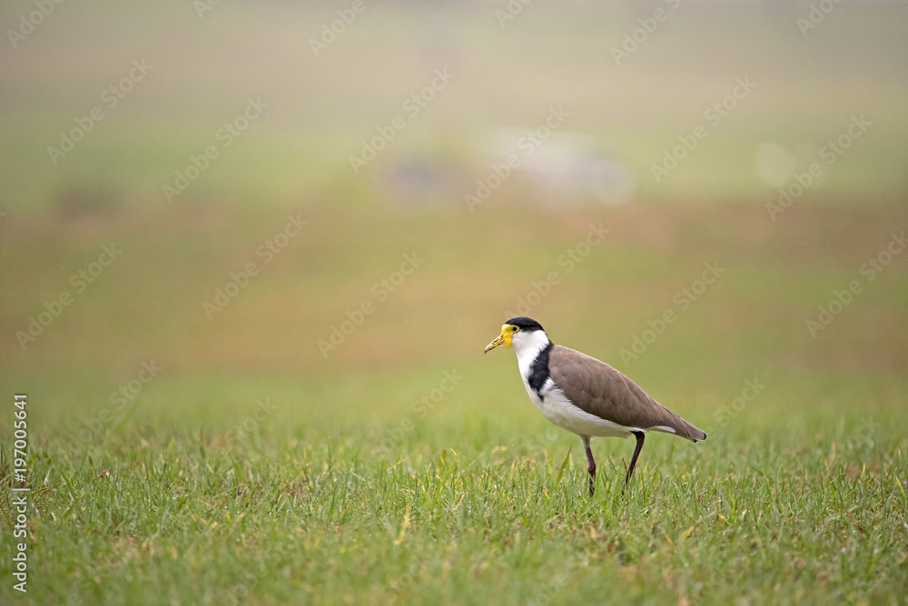 yeellow masked lapwing yeellow masked lapwing