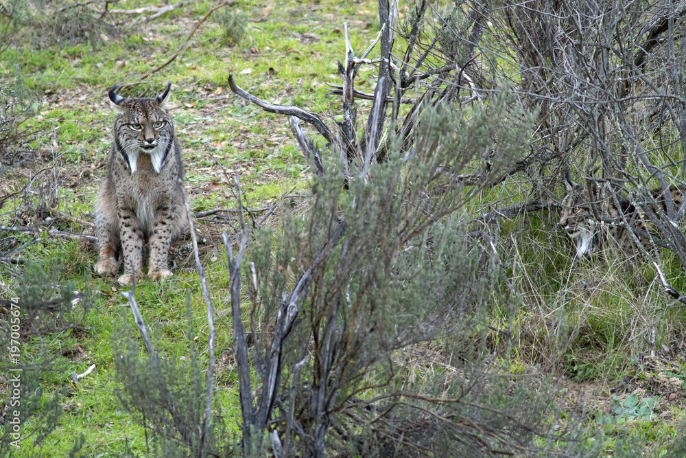Lynx pardina Lynx pardina