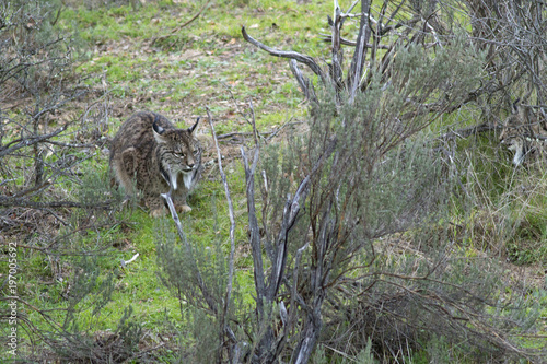 Lynx pardina