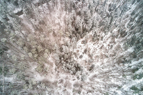 Top view of a forest in the Vosges Mountains. Alsace, France