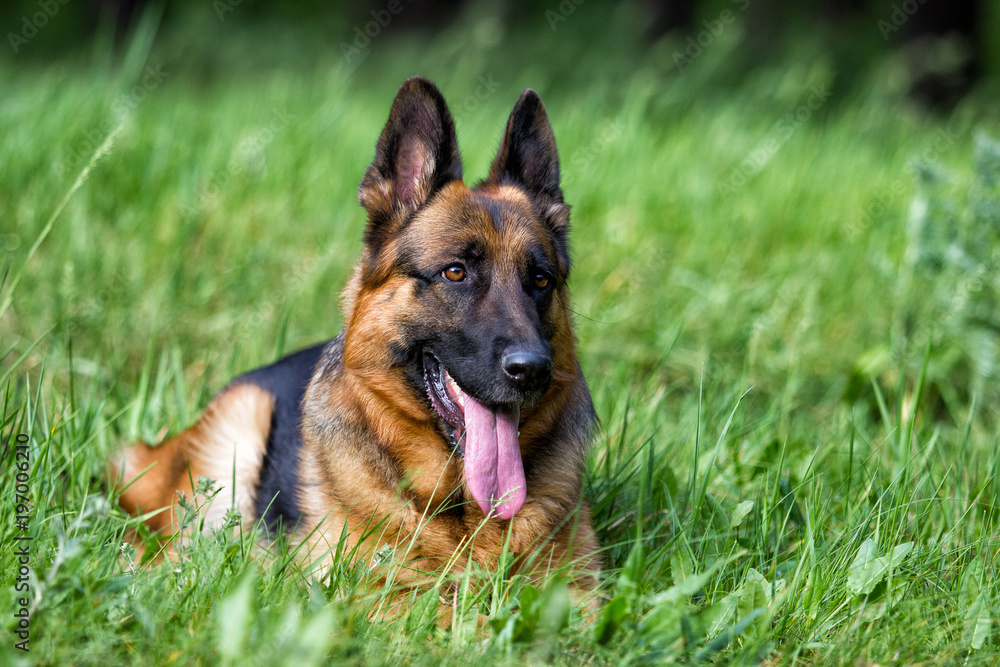 German shepherd dog in the grass