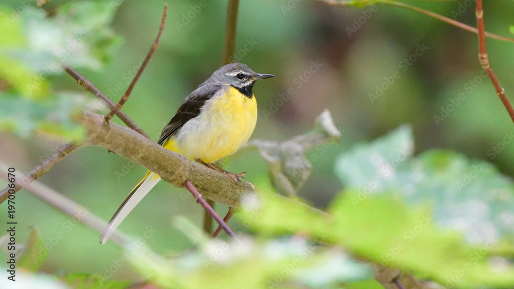 Grey wagtail (Motacilla cinerea) Grey wagtail (Motacilla cinerea)
