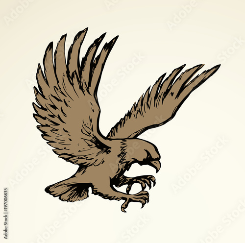 Eagle. Vector drawing