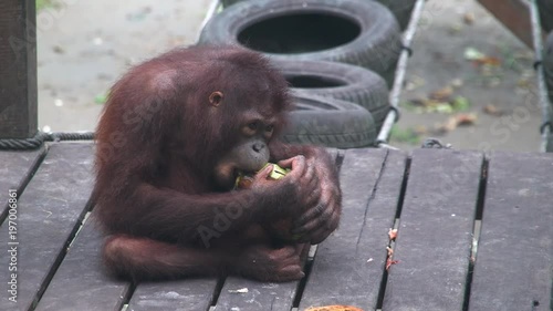 Small Orangutan (Pongo pygmaeus) Eating Coconut. Endangered Endemic Borneo Animal photo