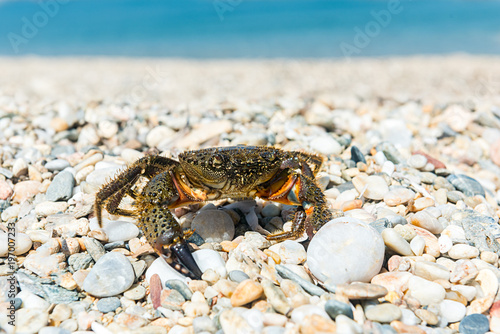 Crab came out to bask on a summer warm beach