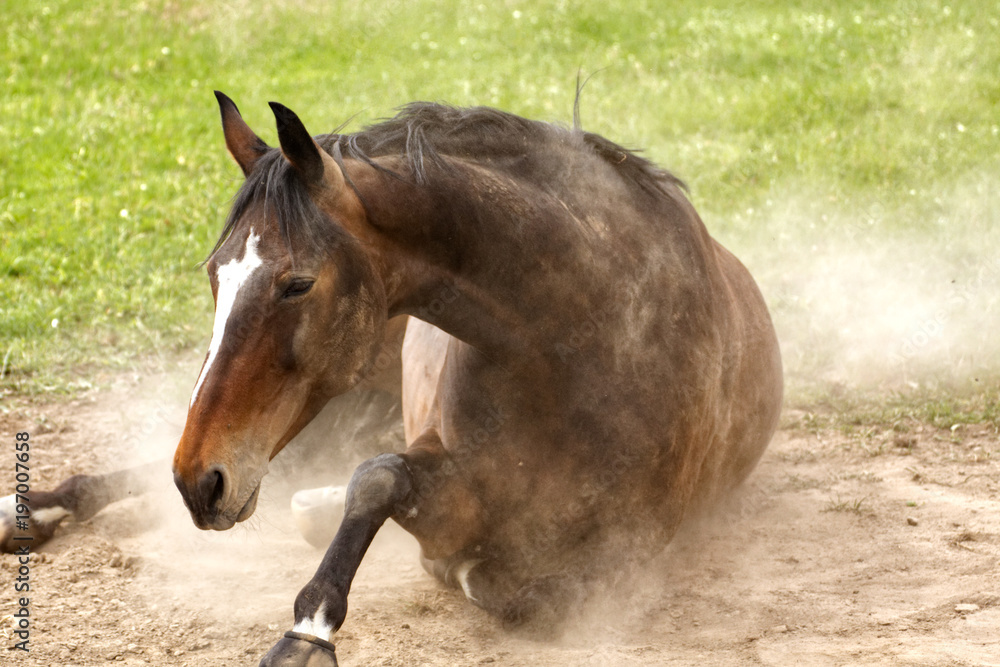 Fototapeta premium Pferd genießt Sand