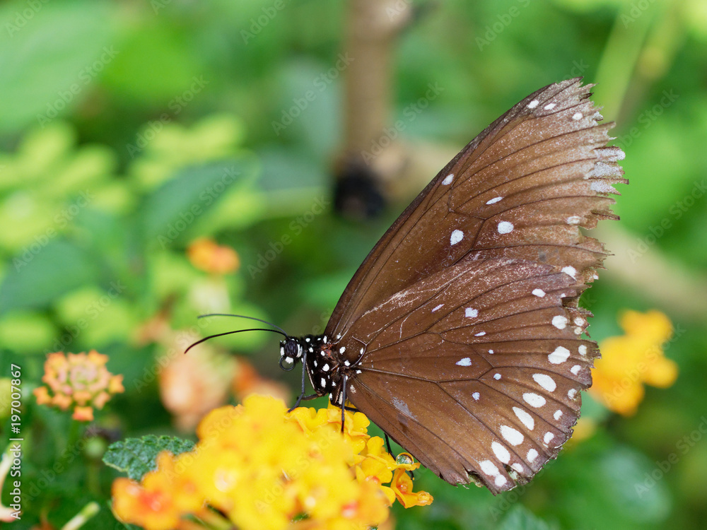Black butterfly with white spot in close up sucking nectar or juice of yellow blossom flower over green leaf background in a garden Black butterfly with white spot in close up sucking nectar or juice of yellow blossom flower over green leaf background in a garden