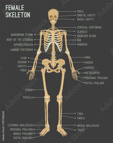 Female Skeleton Image