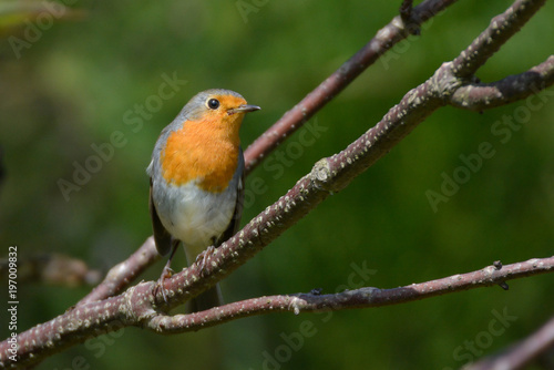 Rotkehlchen © Manfred Stöber