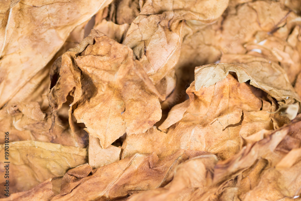 Dried tobacco leaves with fine visible structure details Abstract textured background Close up . Solonaceae, Nicotiana tabacum