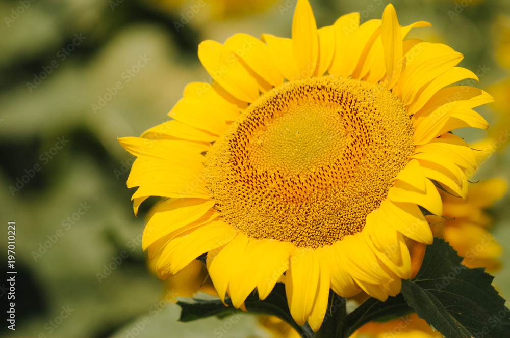 Agriculture concept. Field of sunflowers. Close up of sunflower against a field Agriculture concept. Field of sunflowers. Close up of sunflower against a field