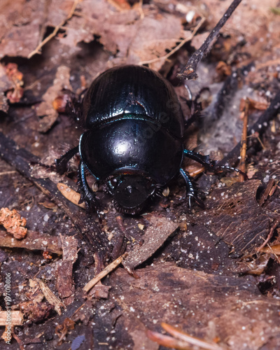 Bright Earth-boring dung beetle, Anoprotrupes stercorosus, portrait on ground at pine forest, macro, selective focus