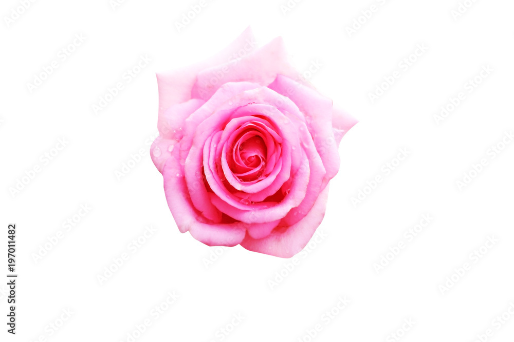 Pink rose with water drops isolated on white background Pink rose with water drops isolated on white background
