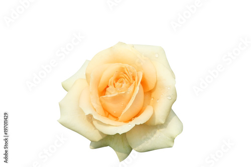 Orange rose with water drops isolated on white background