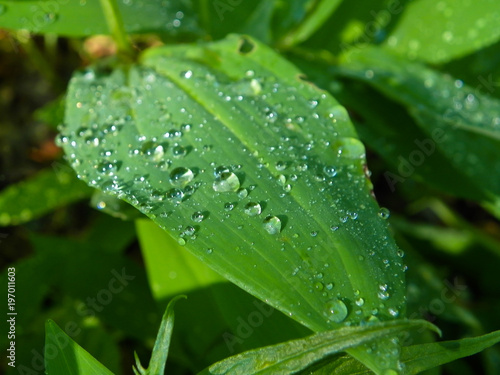 Зельоный листочек после дождя с краплями воды.