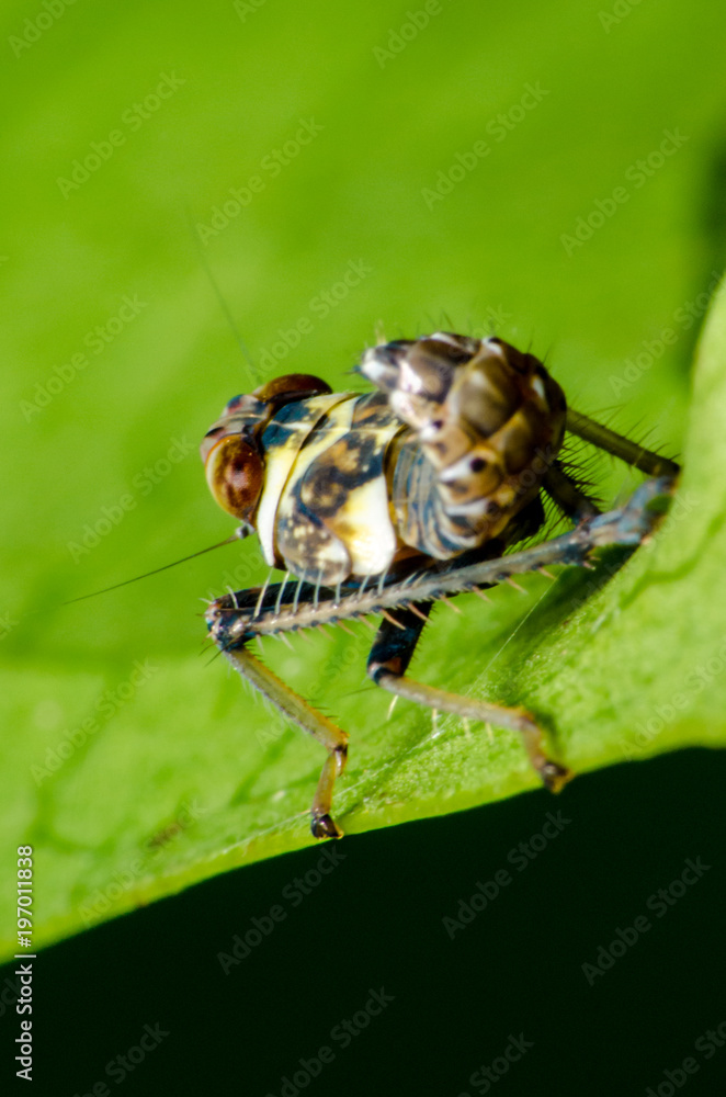 Fototapeta premium Wonderful and mysterious macro world