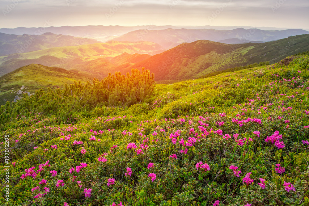 Magic pink rhododendron flowers on summer mountain. Magic pink rhododendron flowers on summer mountain.