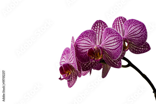 Fototapeta Naklejka Na Ścianę i Meble -  pinkfarbene Orchidee vor weißem Hintergrund