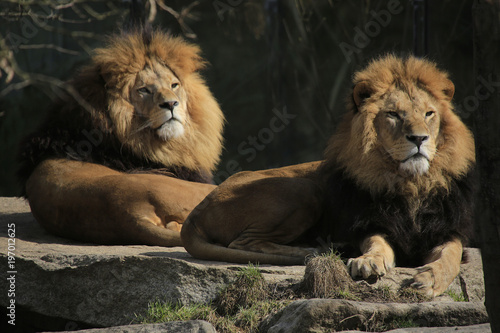 Fototapeta Naklejka Na Ścianę i Meble -  Zwei Löwen Männchen (Panthera leo)