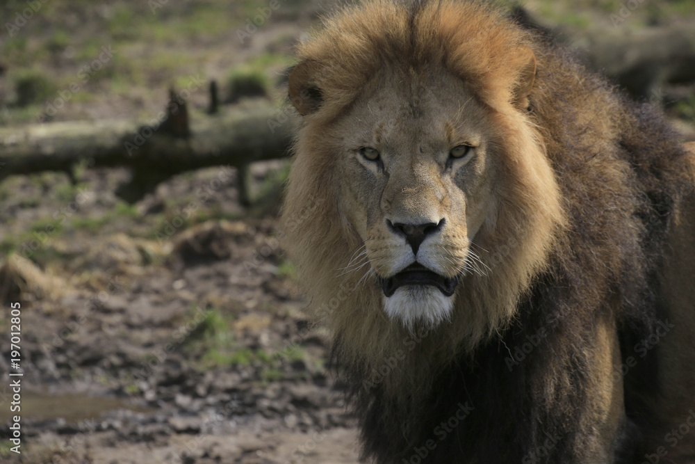 Löwe Portrait (Panthera leo)