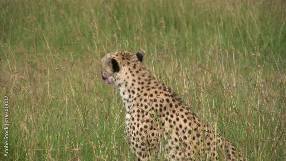A cheetah watches all sides for intruders before she settles down to eat. A cheetah watches all sides for intruders before she settles down to eat.