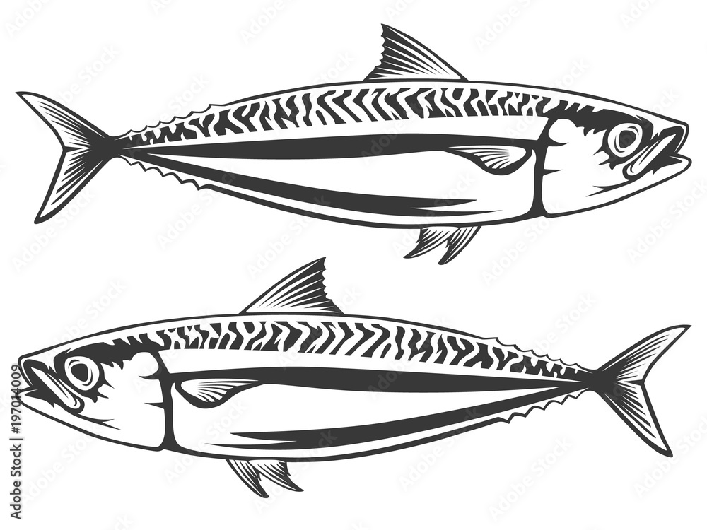 Mackerel sea fish isolated sketch. Atlantic mackerel predatory fish with silver blue body and wavy black lines on spine. Fishing sport badge, fish market label, seafood restaurant menu design