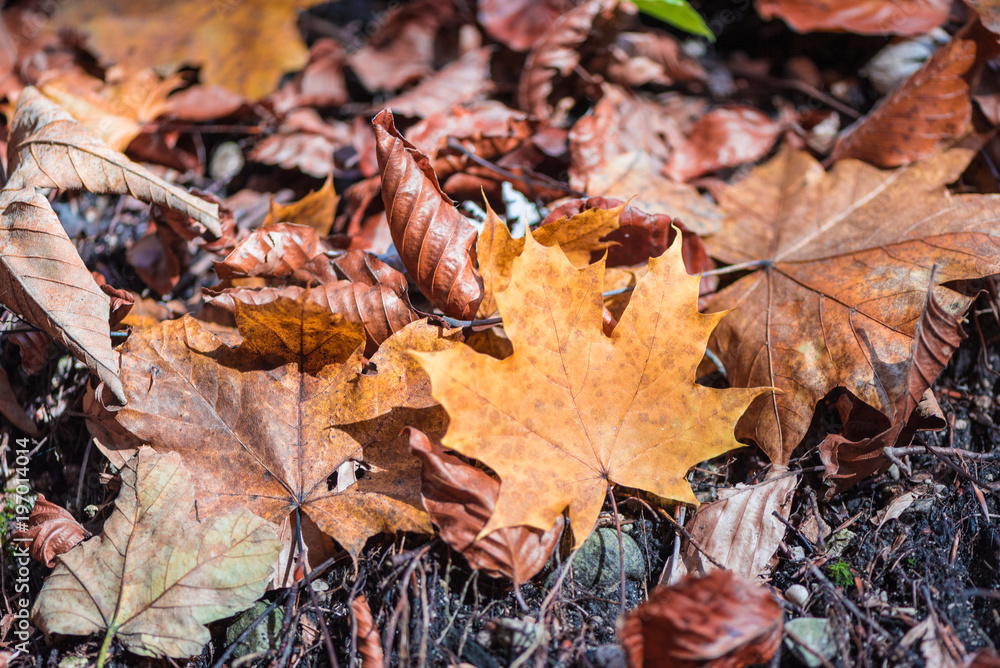 Abstract autumn forest blur background.NEF