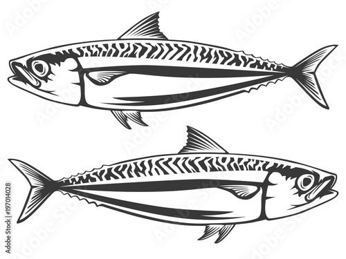 Mackerel sea fish isolated sketch. Atlantic mackerel predatory fish with silver blue body and wavy black lines on spine. Fishing sport badge, fish market label, seafood restaurant menu design