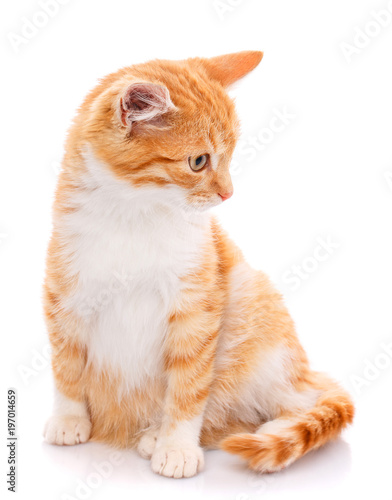 Red kitten isolated on whit