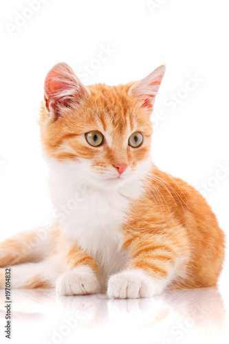 Fototapeta Naklejka Na Ścianę i Meble -  Small red kitten on a white