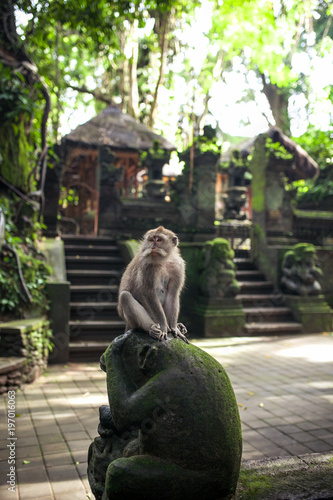 Monkey portrait from the Sacred Monkey Forest Sanctuary in Ubud, Bali, Indonesia. photo