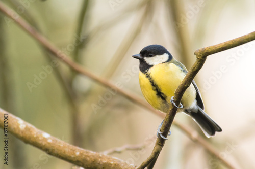 Great tit (Parus major) perched in tree. Song bird in the family Paridae gripping branch in profile
